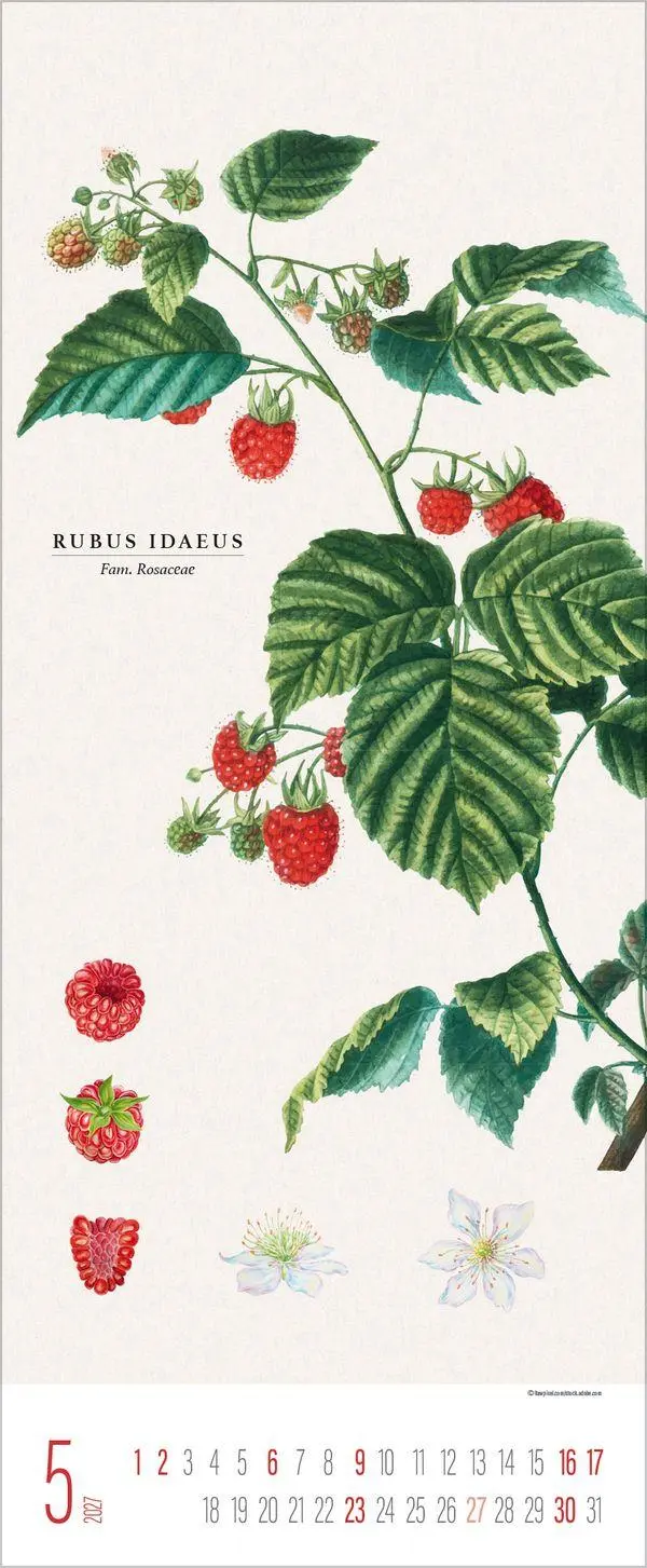 Bild: 9783819302978 | Botanicum 2027 | Verlag Korsch | Kalender | 14 S. | Deutsch | 2027