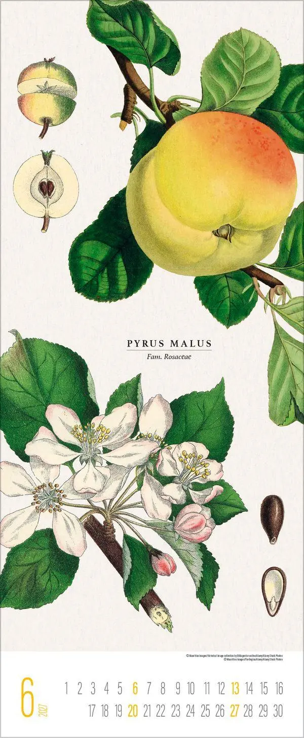 Bild: 9783819302978 | Botanicum 2027 | Verlag Korsch | Kalender | 14 S. | Deutsch | 2027