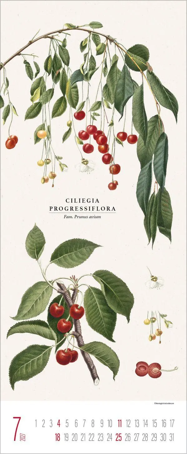 Bild: 9783819302978 | Botanicum 2027 | Verlag Korsch | Kalender | 14 S. | Deutsch | 2027