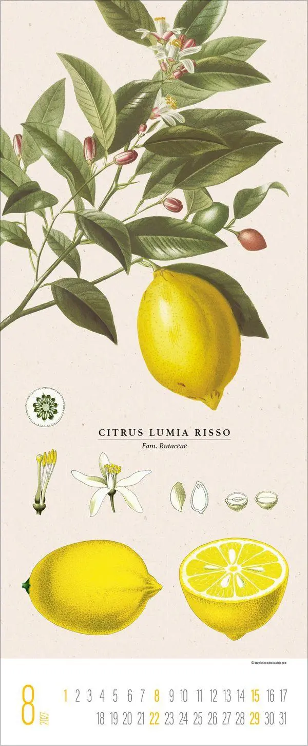 Bild: 9783819302978 | Botanicum 2027 | Verlag Korsch | Kalender | 14 S. | Deutsch | 2027