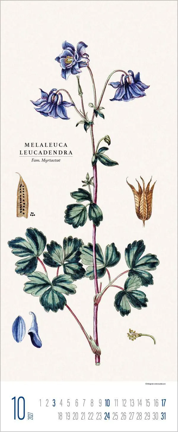Bild: 9783819302978 | Botanicum 2027 | Verlag Korsch | Kalender | 14 S. | Deutsch | 2027