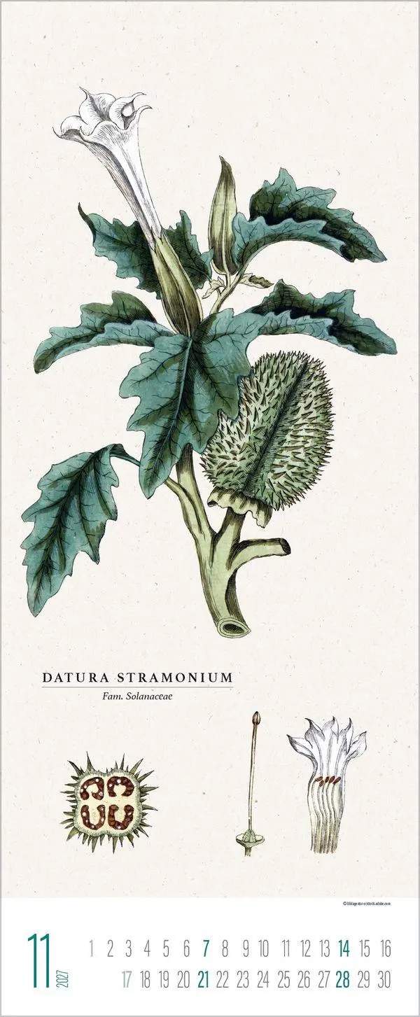 Bild: 9783819302978 | Botanicum 2027 | Verlag Korsch | Kalender | 14 S. | Deutsch | 2027
