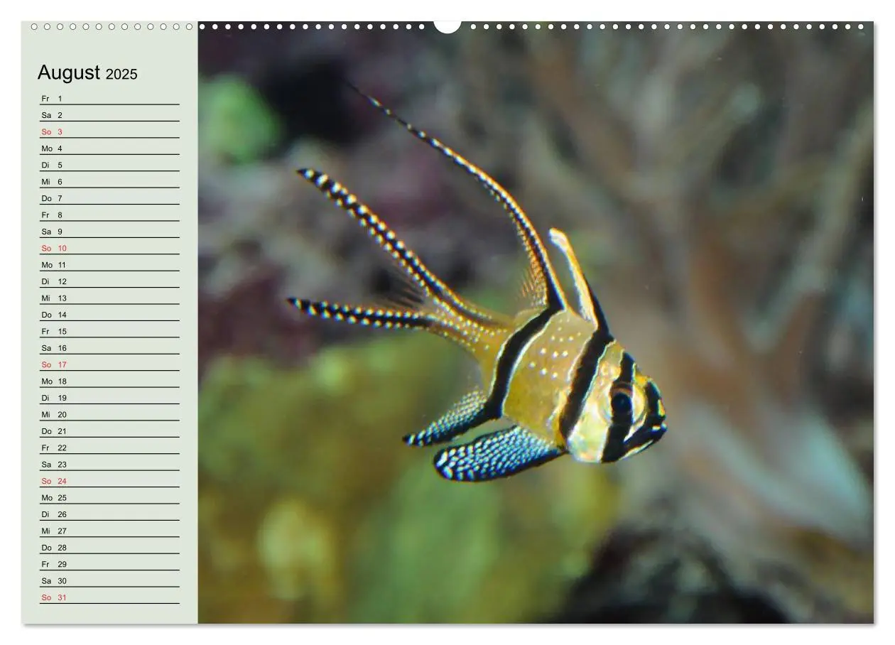 Bild: 9783435523078 | Knallbunte Wasserwelt. Die Welt der Fische (Wandkalender 2025 DIN...