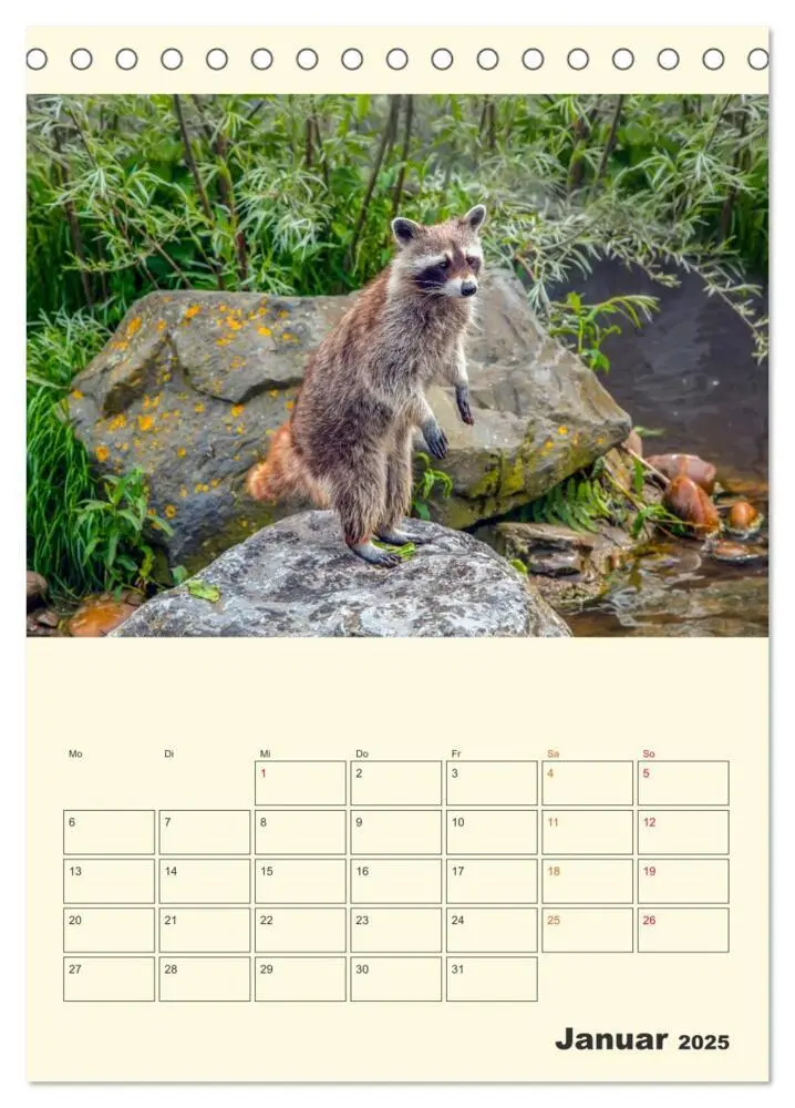 Bild: 9783435903078 | Drolliger Waschbär (Tischkalender 2025 DIN A5 hoch), CALVENDO...