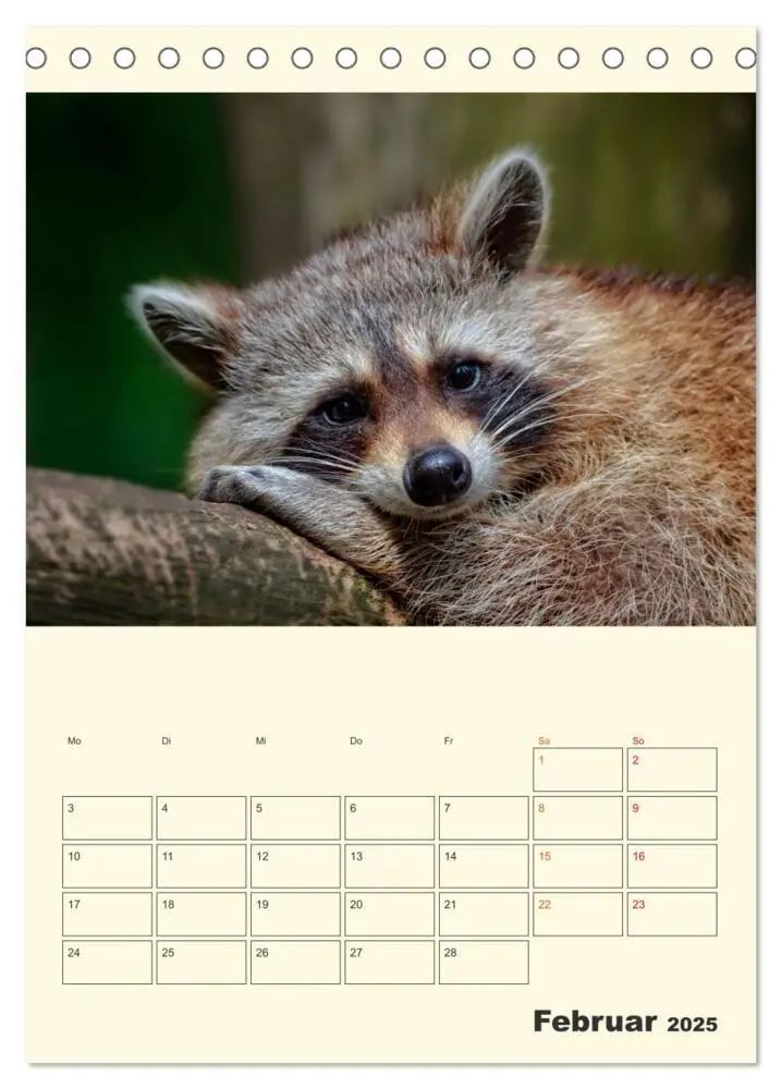 Bild: 9783435903078 | Drolliger Waschbär (Tischkalender 2025 DIN A5 hoch), CALVENDO...