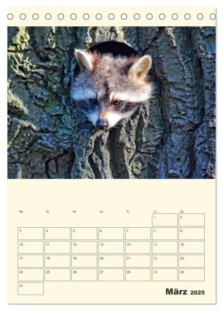 Bild: 9783435903078 | Drolliger Waschbär (Tischkalender 2025 DIN A5 hoch), CALVENDO...