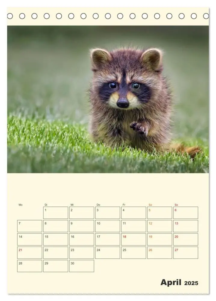 Bild: 9783435903078 | Drolliger Waschbär (Tischkalender 2025 DIN A5 hoch), CALVENDO...