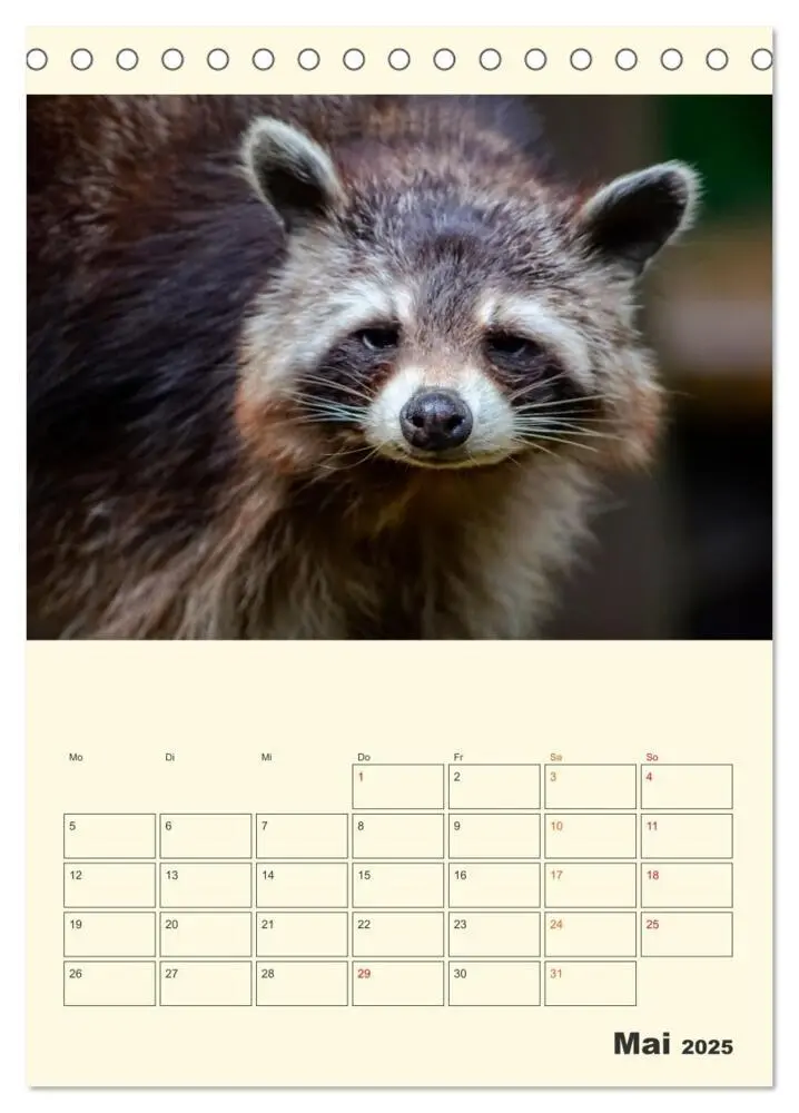 Bild: 9783435903078 | Drolliger Waschbär (Tischkalender 2025 DIN A5 hoch), CALVENDO...