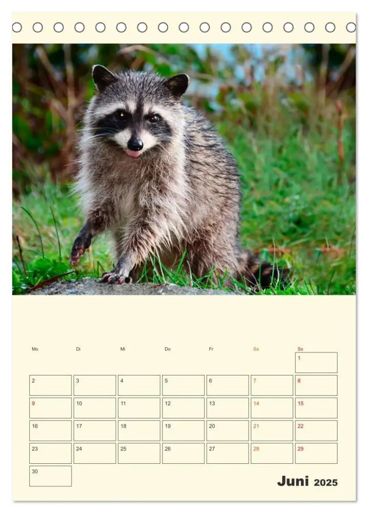 Bild: 9783435903078 | Drolliger Waschbär (Tischkalender 2025 DIN A5 hoch), CALVENDO...