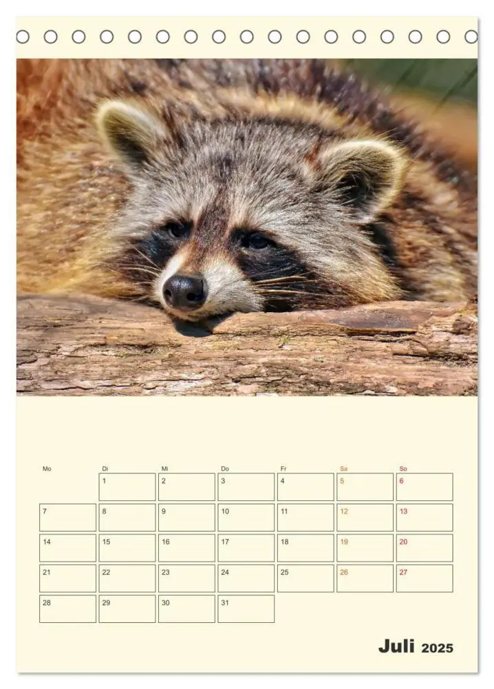Bild: 9783435903078 | Drolliger Waschbär (Tischkalender 2025 DIN A5 hoch), CALVENDO...