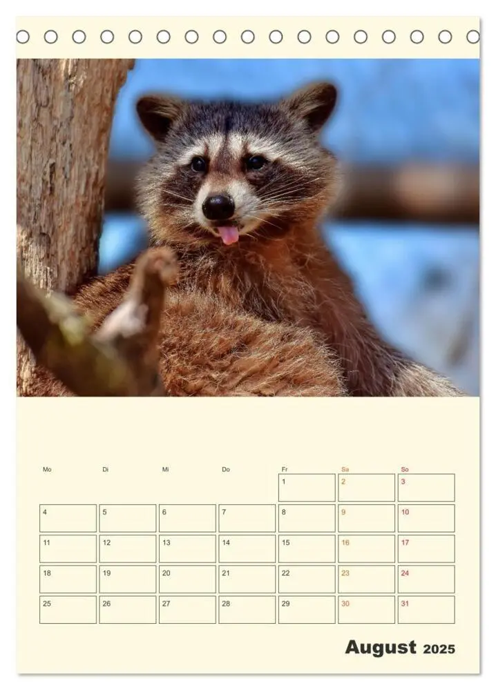 Bild: 9783435903078 | Drolliger Waschbär (Tischkalender 2025 DIN A5 hoch), CALVENDO...