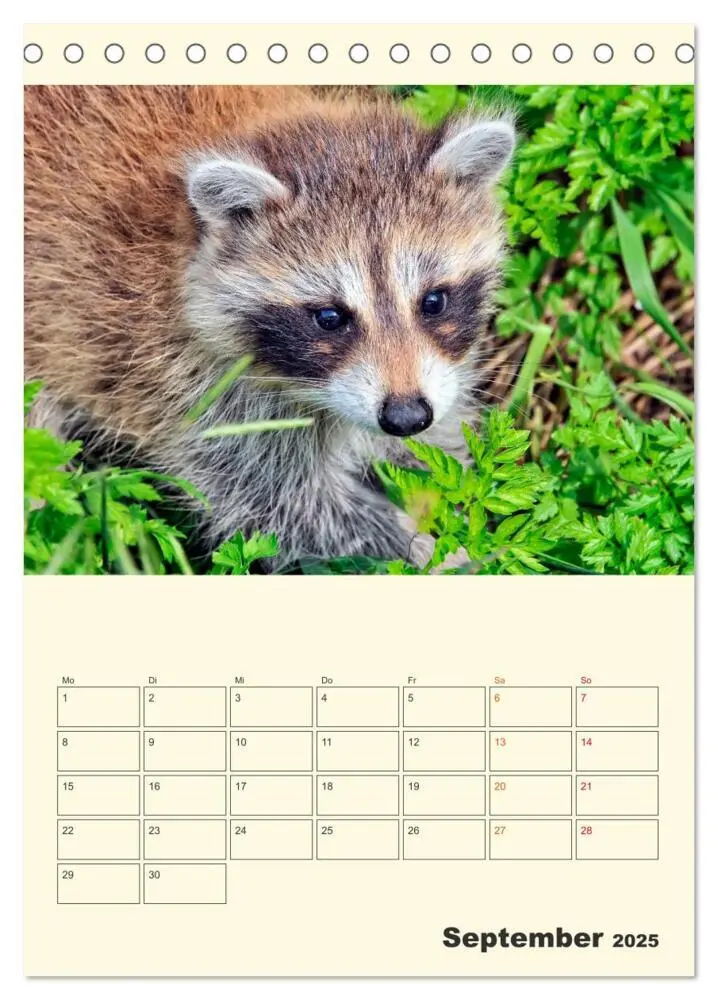 Bild: 9783435903078 | Drolliger Waschbär (Tischkalender 2025 DIN A5 hoch), CALVENDO...