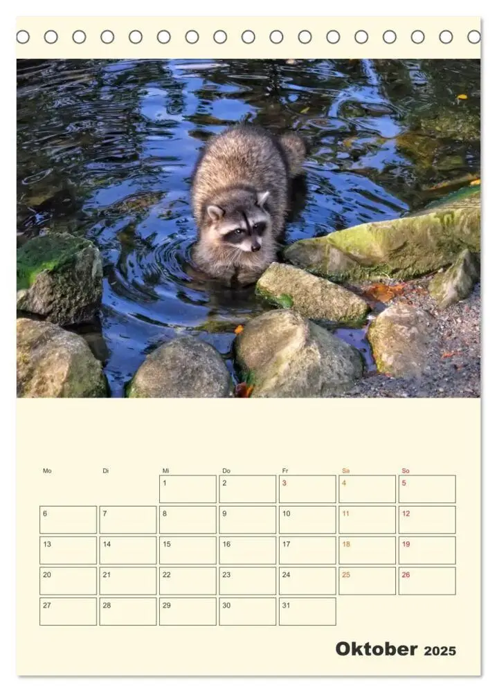 Bild: 9783435903078 | Drolliger Waschbär (Tischkalender 2025 DIN A5 hoch), CALVENDO...