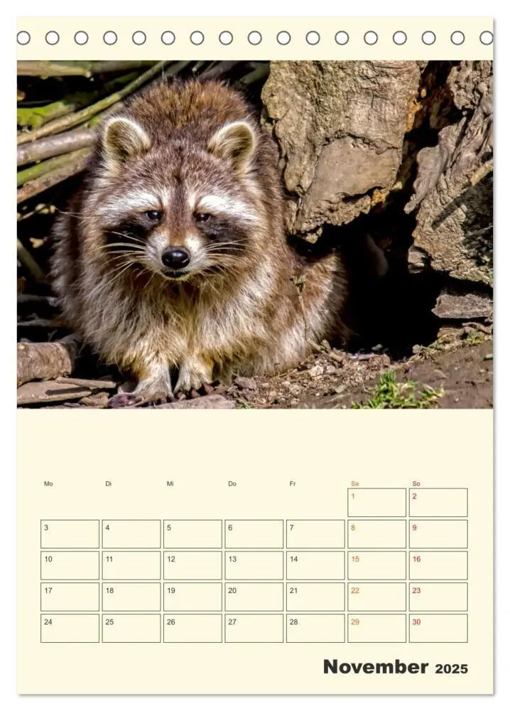 Bild: 9783435903078 | Drolliger Waschbär (Tischkalender 2025 DIN A5 hoch), CALVENDO...