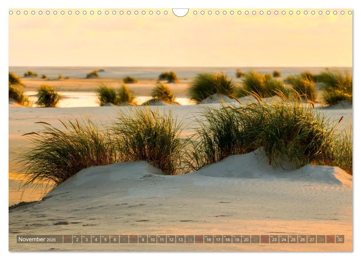 Bild: 9783457923078 | Amrum Insel am Wattenmeer (Wandkalender 2026 DIN A3 quer), CALVENDO...
