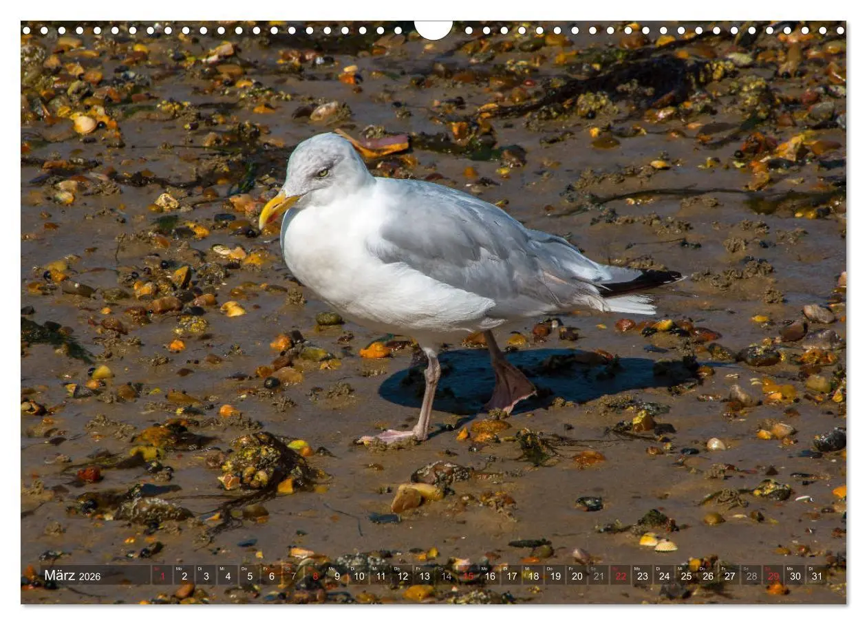 Bild: 9783457923078 | Amrum Insel am Wattenmeer (Wandkalender 2026 DIN A3 quer), CALVENDO...