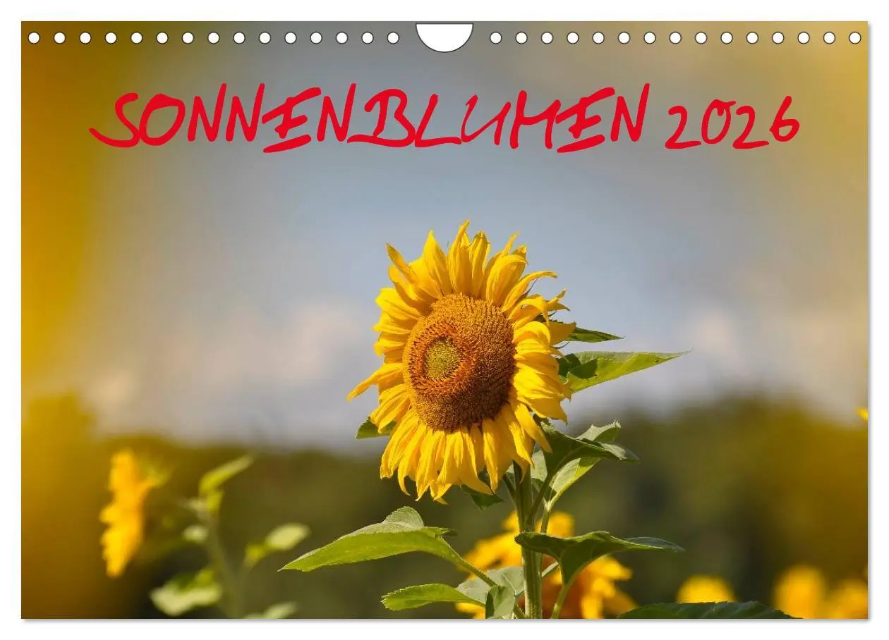 Cover: 9783516183078 | Sonnenblumen 2026 (Wandkalender 2026 DIN A4 quer), CALVENDO...