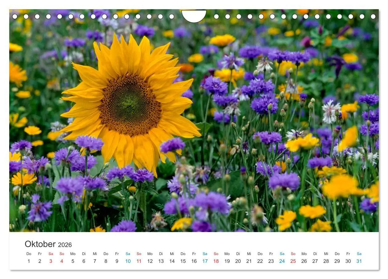 Bild: 9783516183078 | Sonnenblumen 2026 (Wandkalender 2026 DIN A4 quer), CALVENDO...