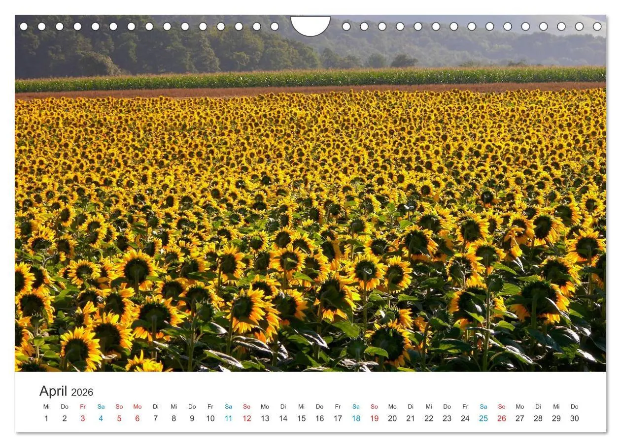 Bild: 9783516183078 | Sonnenblumen 2026 (Wandkalender 2026 DIN A4 quer), CALVENDO...