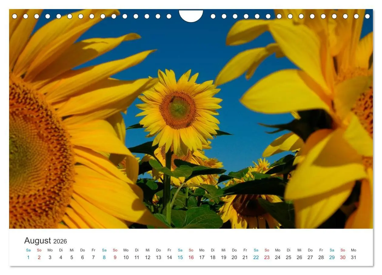 Bild: 9783516183078 | Sonnenblumen 2026 (Wandkalender 2026 DIN A4 quer), CALVENDO...
