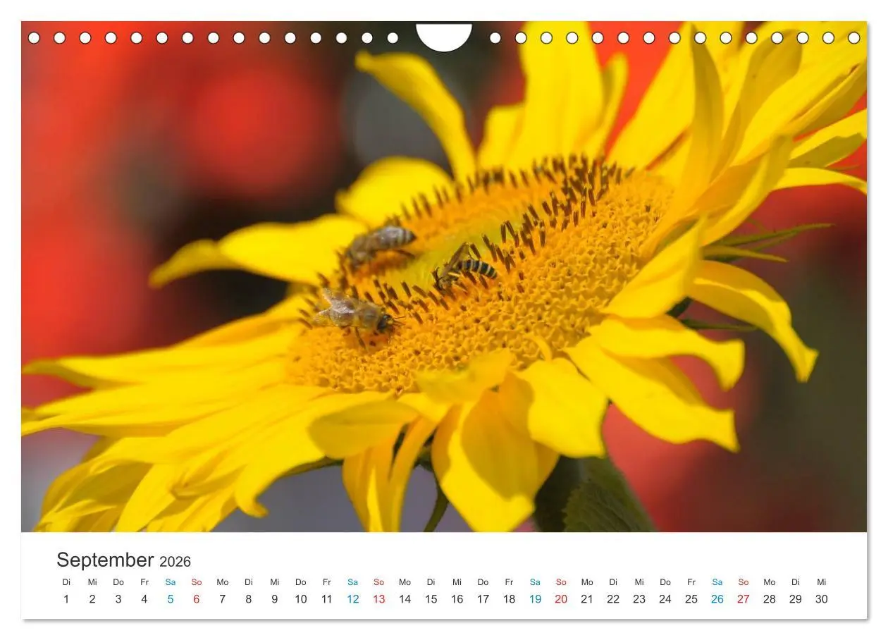 Bild: 9783516183078 | Sonnenblumen 2026 (Wandkalender 2026 DIN A4 quer), CALVENDO...