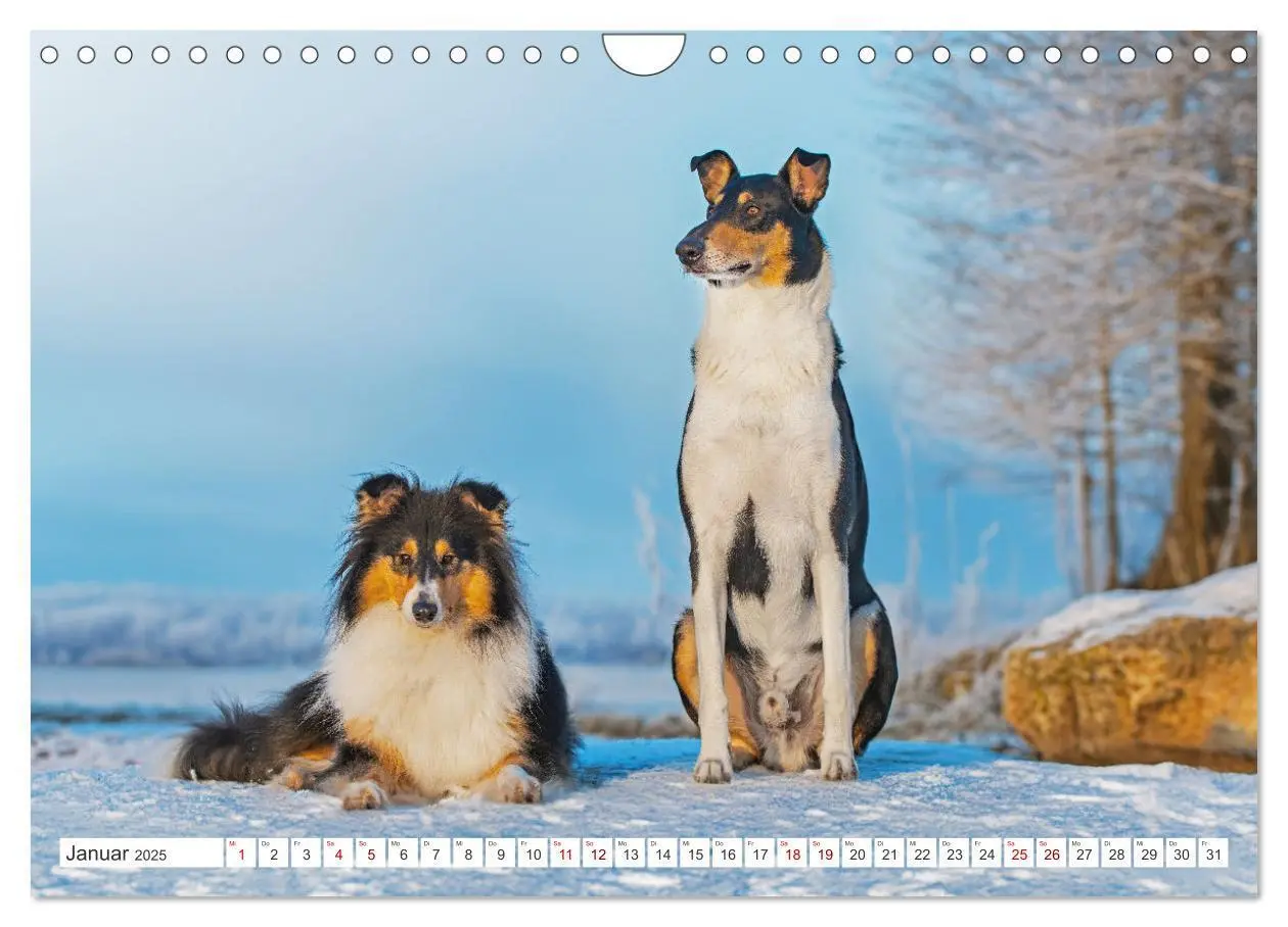 Bild: 9783457153178 | Ein Freund fürs Leben - Smooth Collie (Wandkalender 2025 DIN A4...