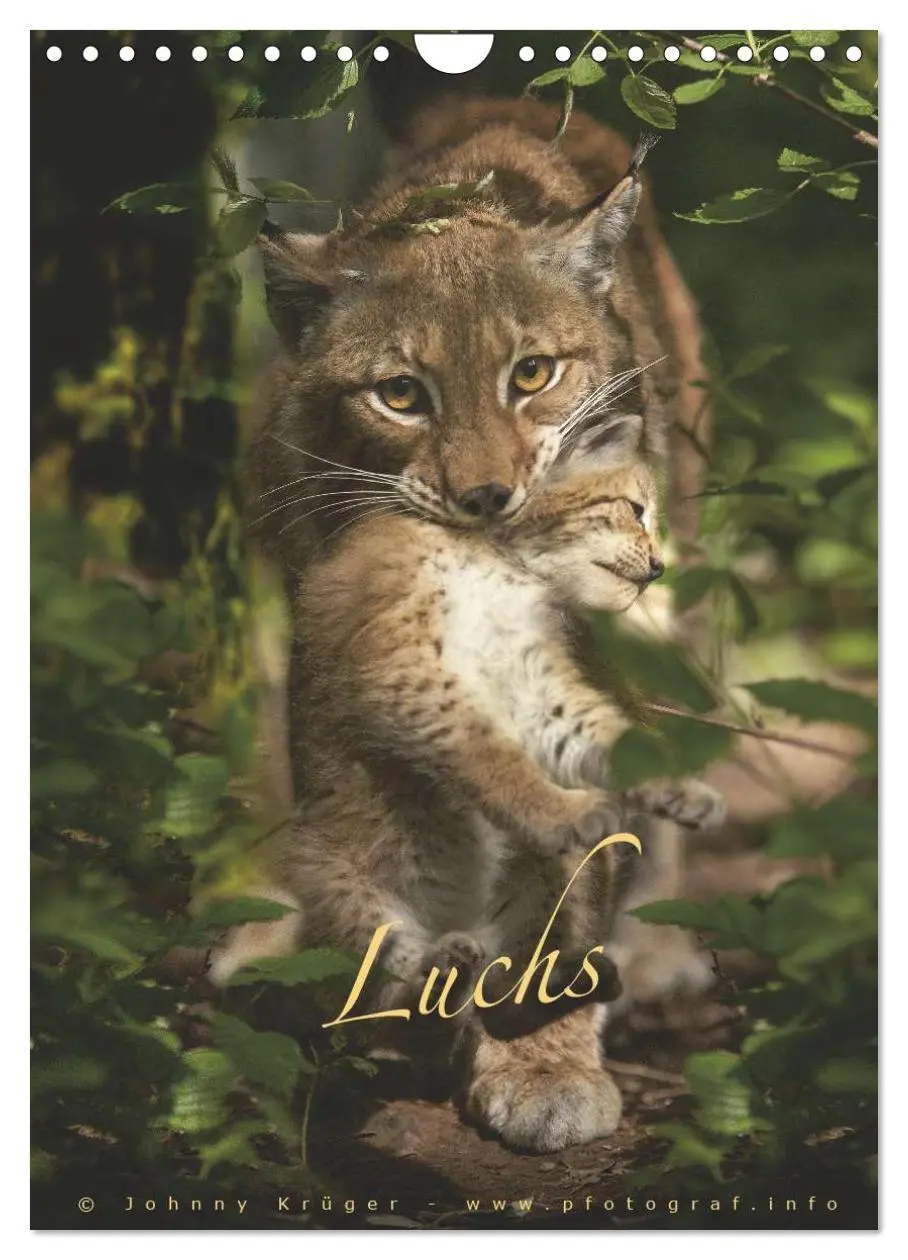 Cover: 9783516483178 | Luchs (Wandkalender 2026 DIN A4 hoch), CALVENDO Monatskalender | 2026