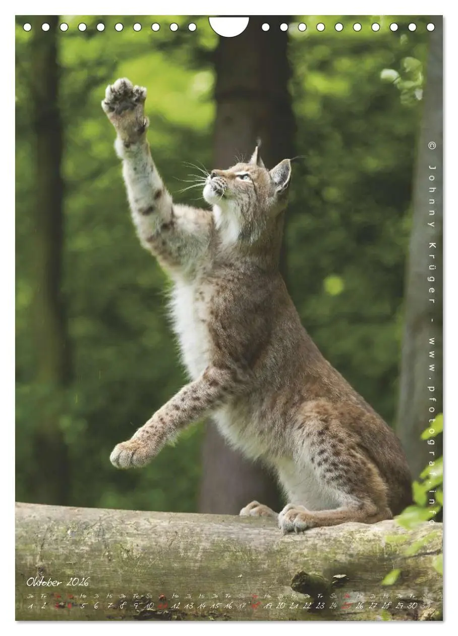 Bild: 9783516483178 | Luchs (Wandkalender 2026 DIN A4 hoch), CALVENDO Monatskalender | 2026