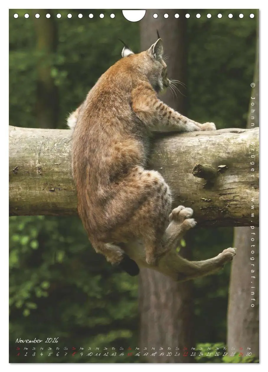 Bild: 9783516483178 | Luchs (Wandkalender 2026 DIN A4 hoch), CALVENDO Monatskalender | 2026