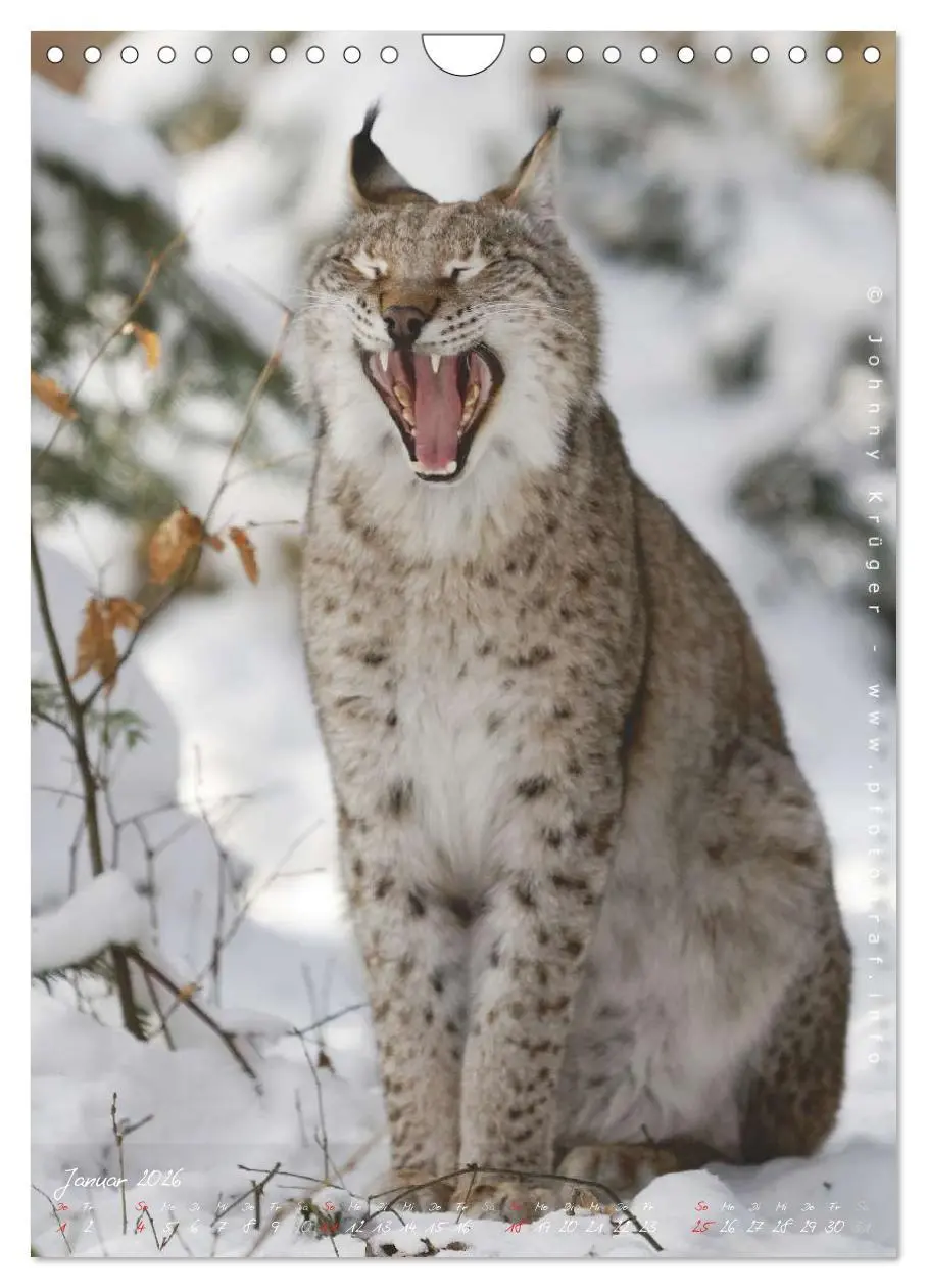 Bild: 9783516483178 | Luchs (Wandkalender 2026 DIN A4 hoch), CALVENDO Monatskalender | 2026