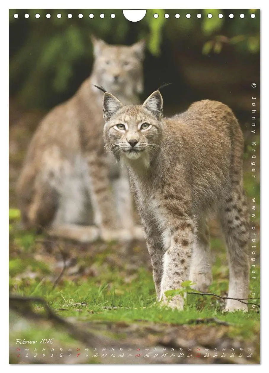 Bild: 9783516483178 | Luchs (Wandkalender 2026 DIN A4 hoch), CALVENDO Monatskalender | 2026