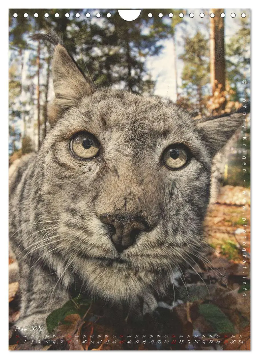 Bild: 9783516483178 | Luchs (Wandkalender 2026 DIN A4 hoch), CALVENDO Monatskalender | 2026