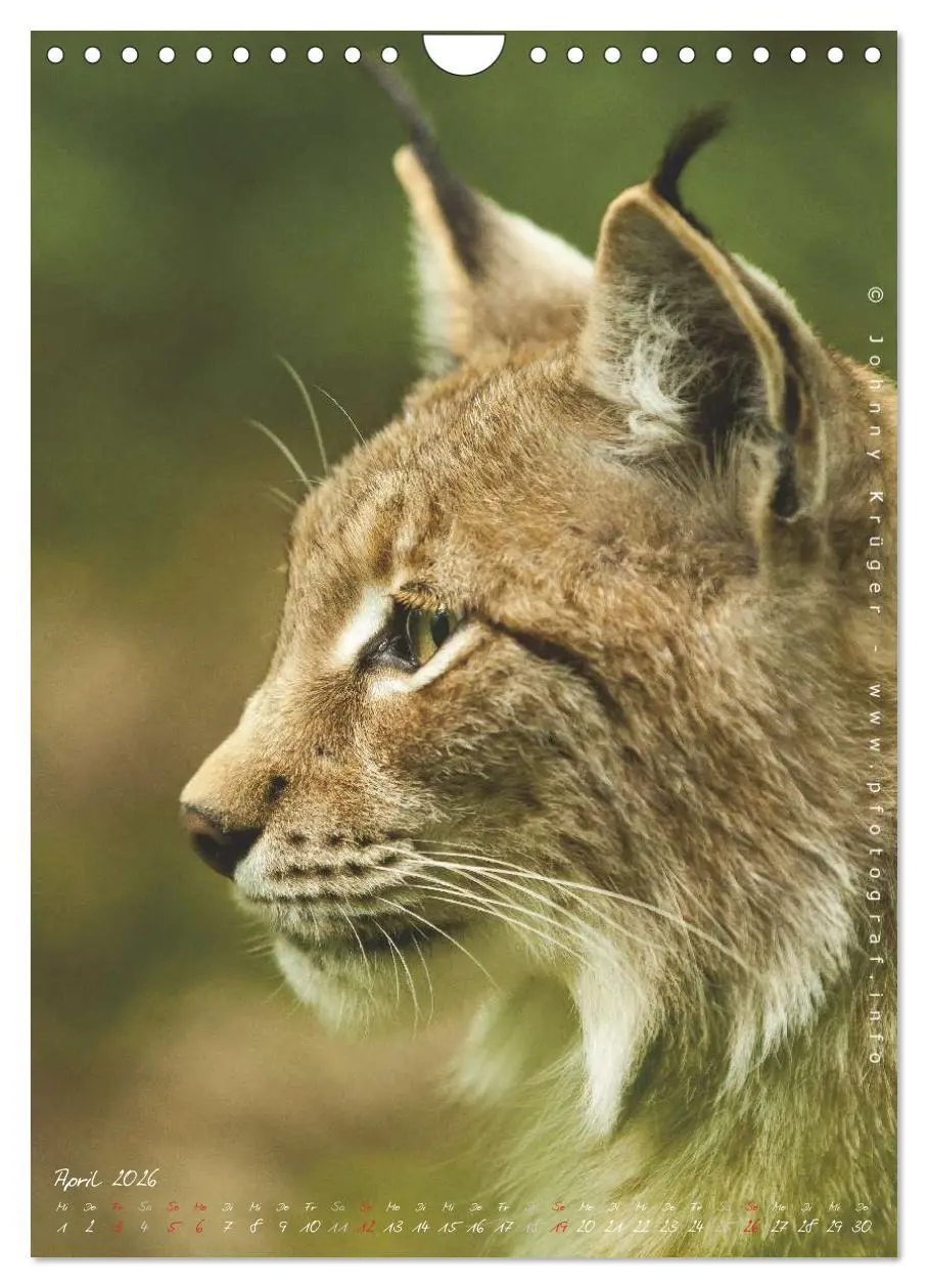 Bild: 9783516483178 | Luchs (Wandkalender 2026 DIN A4 hoch), CALVENDO Monatskalender | 2026