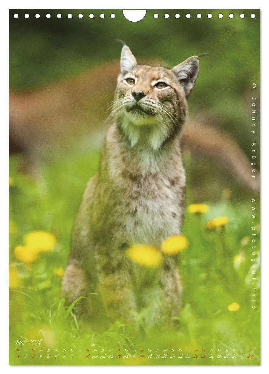Bild: 9783516483178 | Luchs (Wandkalender 2026 DIN A4 hoch), CALVENDO Monatskalender | 2026