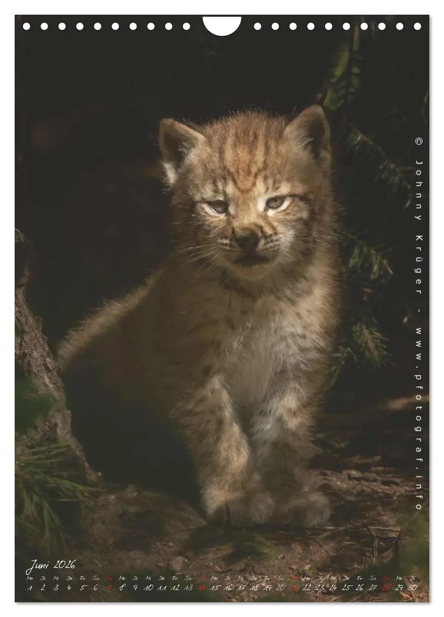 Bild: 9783516483178 | Luchs (Wandkalender 2026 DIN A4 hoch), CALVENDO Monatskalender | 2026