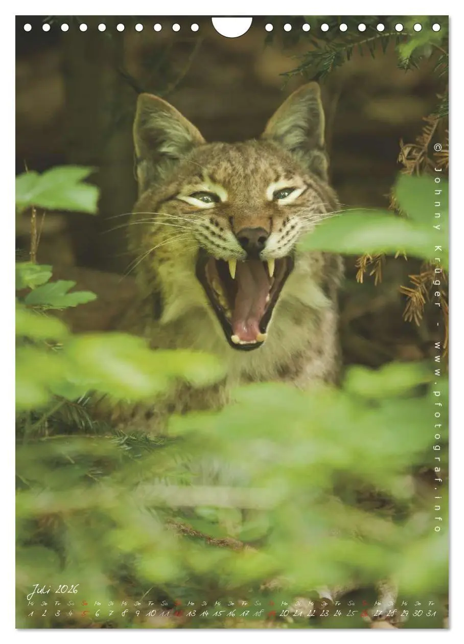 Bild: 9783516483178 | Luchs (Wandkalender 2026 DIN A4 hoch), CALVENDO Monatskalender | 2026