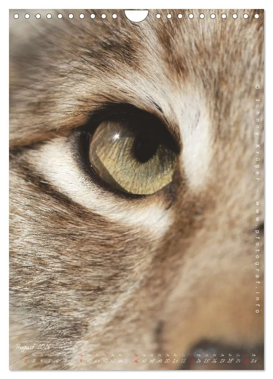 Bild: 9783516483178 | Luchs (Wandkalender 2026 DIN A4 hoch), CALVENDO Monatskalender | 2026