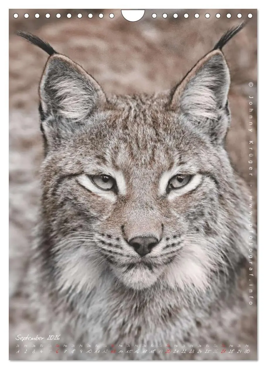 Bild: 9783516483178 | Luchs (Wandkalender 2026 DIN A4 hoch), CALVENDO Monatskalender | 2026