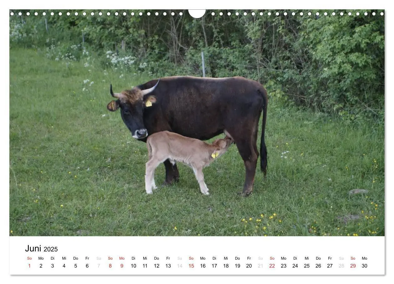 Bild: 9783435663378 | Bauernhoftiere (Wandkalender 2025 DIN A3 quer), CALVENDO...