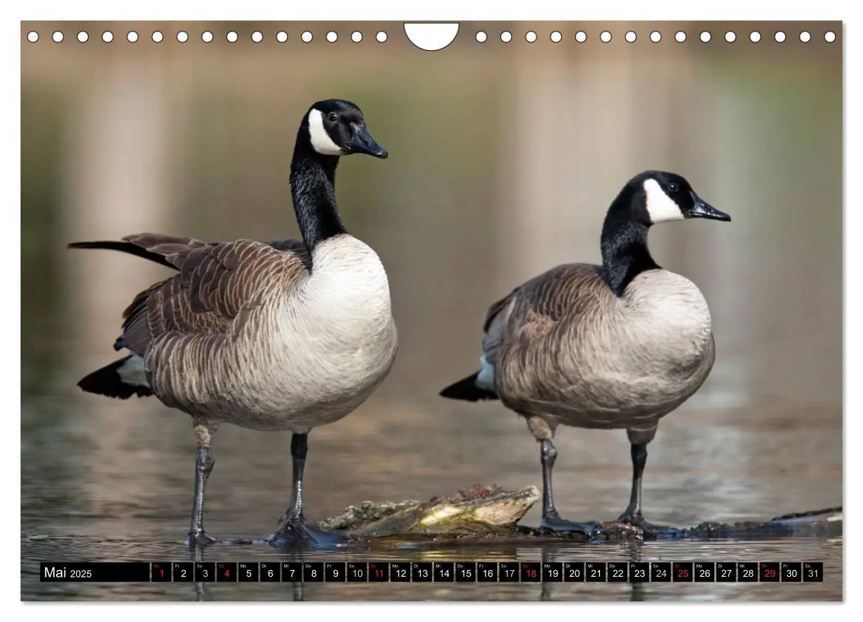 Bild: 9783435733378 | KANADA-GANS - Der 'hupende' Vogel (Wandkalender 2025 DIN A4 quer),...