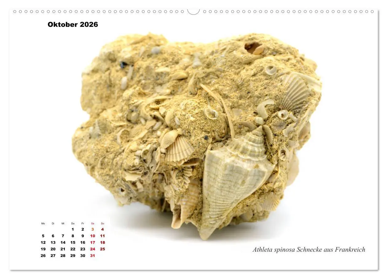 Bild: 9783457813478 | Fossilien - Ammoniten, Trilobiten, Erdgeschichte (Wandkalender 2026...
