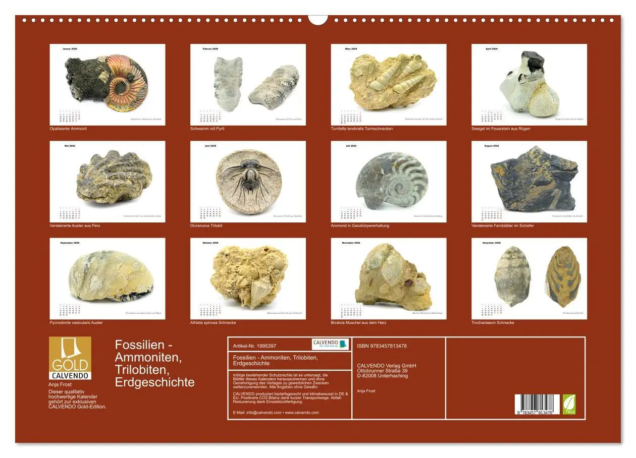 Bild: 9783457813478 | Fossilien - Ammoniten, Trilobiten, Erdgeschichte (Wandkalender 2026...