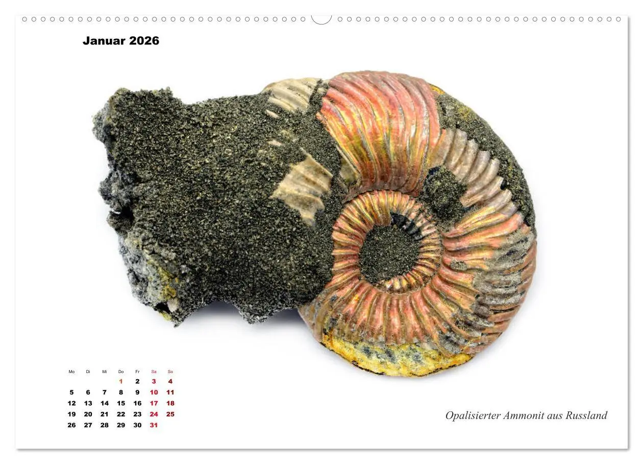 Bild: 9783457813478 | Fossilien - Ammoniten, Trilobiten, Erdgeschichte (Wandkalender 2026...