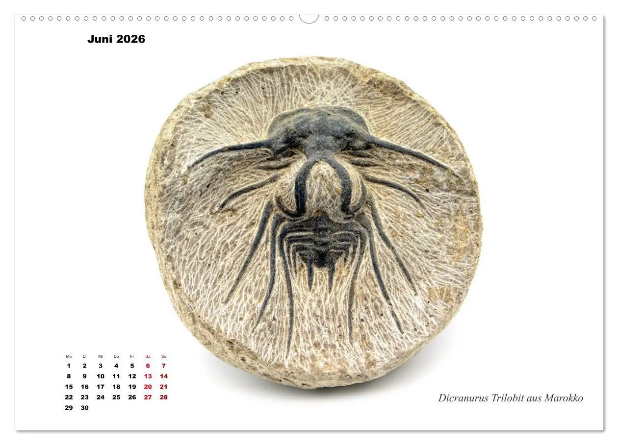 Bild: 9783457813478 | Fossilien - Ammoniten, Trilobiten, Erdgeschichte (Wandkalender 2026...