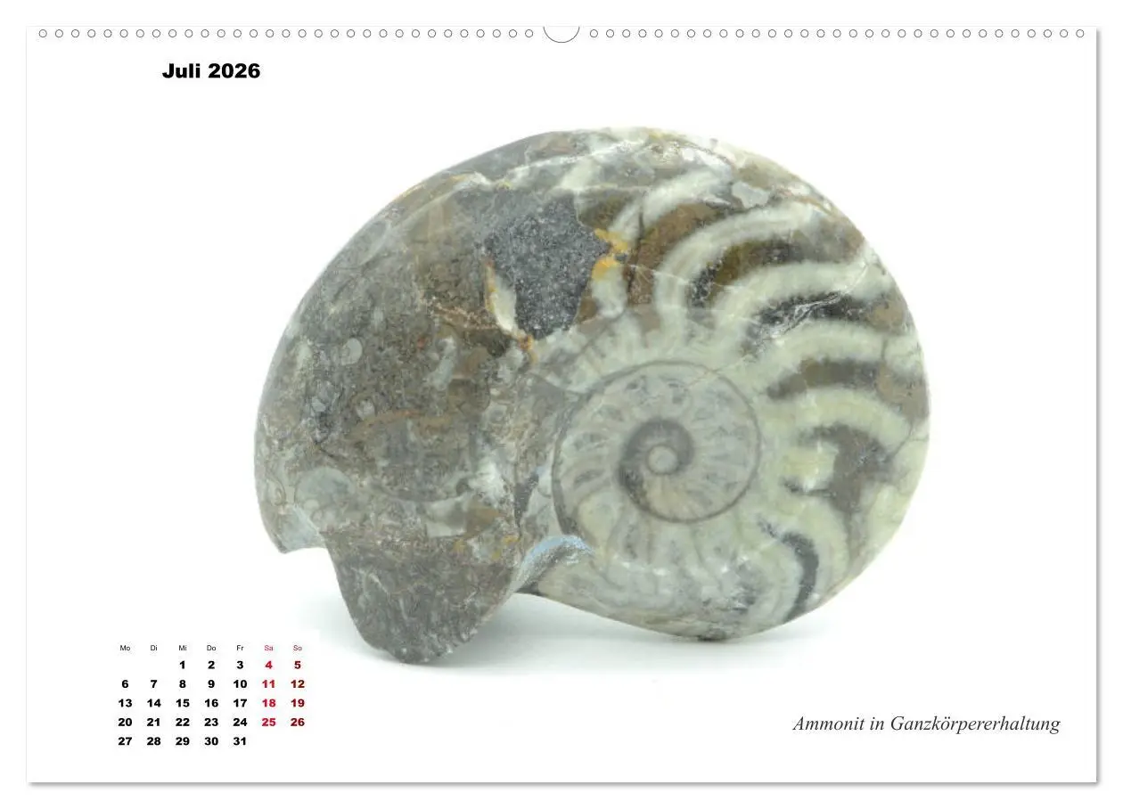 Bild: 9783457813478 | Fossilien - Ammoniten, Trilobiten, Erdgeschichte (Wandkalender 2026...