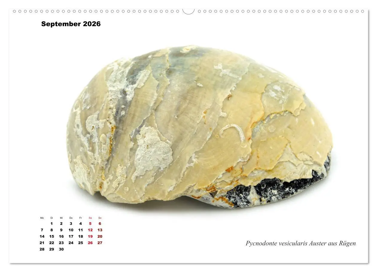 Bild: 9783457813478 | Fossilien - Ammoniten, Trilobiten, Erdgeschichte (Wandkalender 2026...