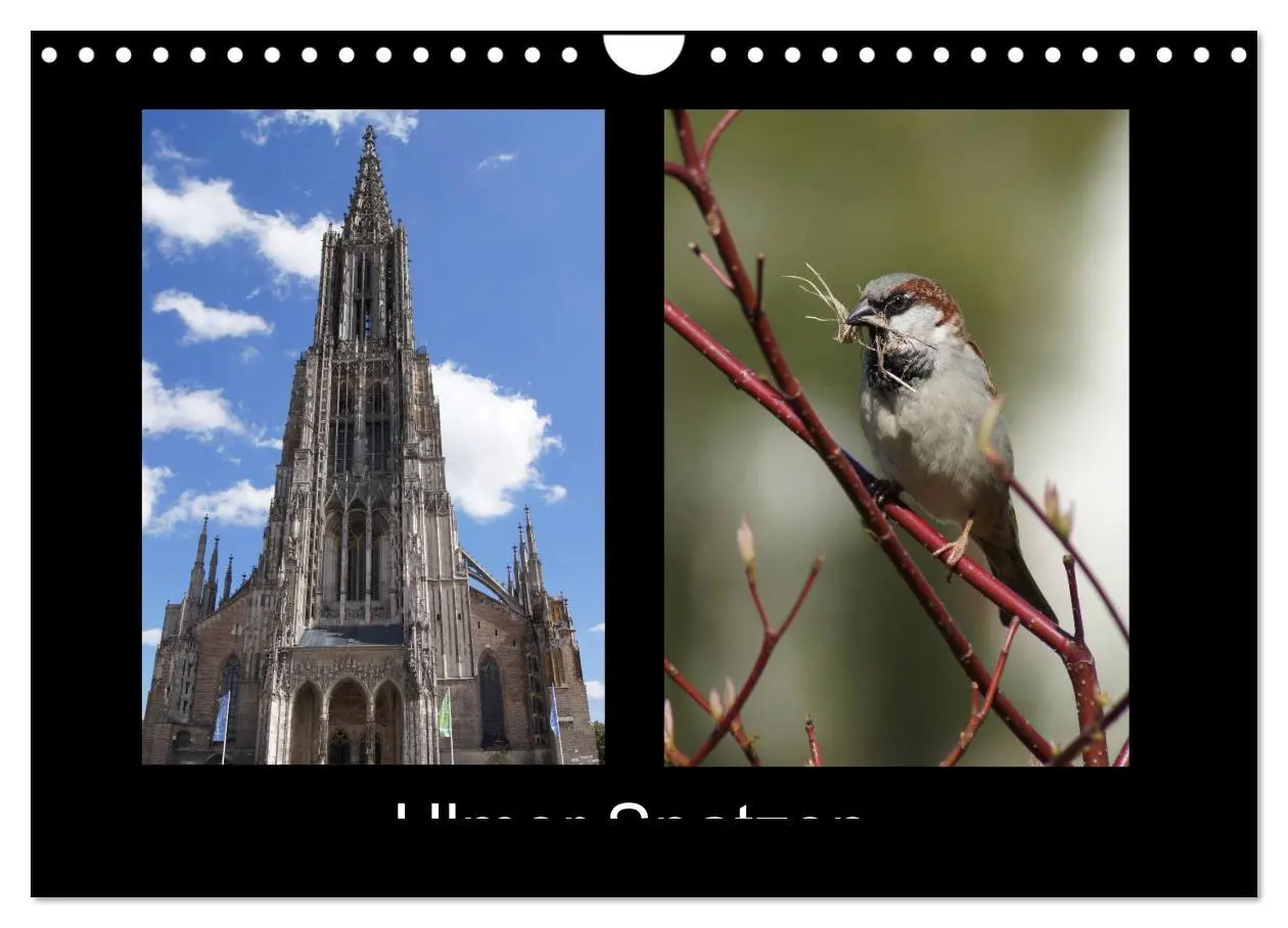 Cover: 9783457983478 | Ulmer Spatzen (Wandkalender 2026 DIN A4 quer), CALVENDO Monatskalender
