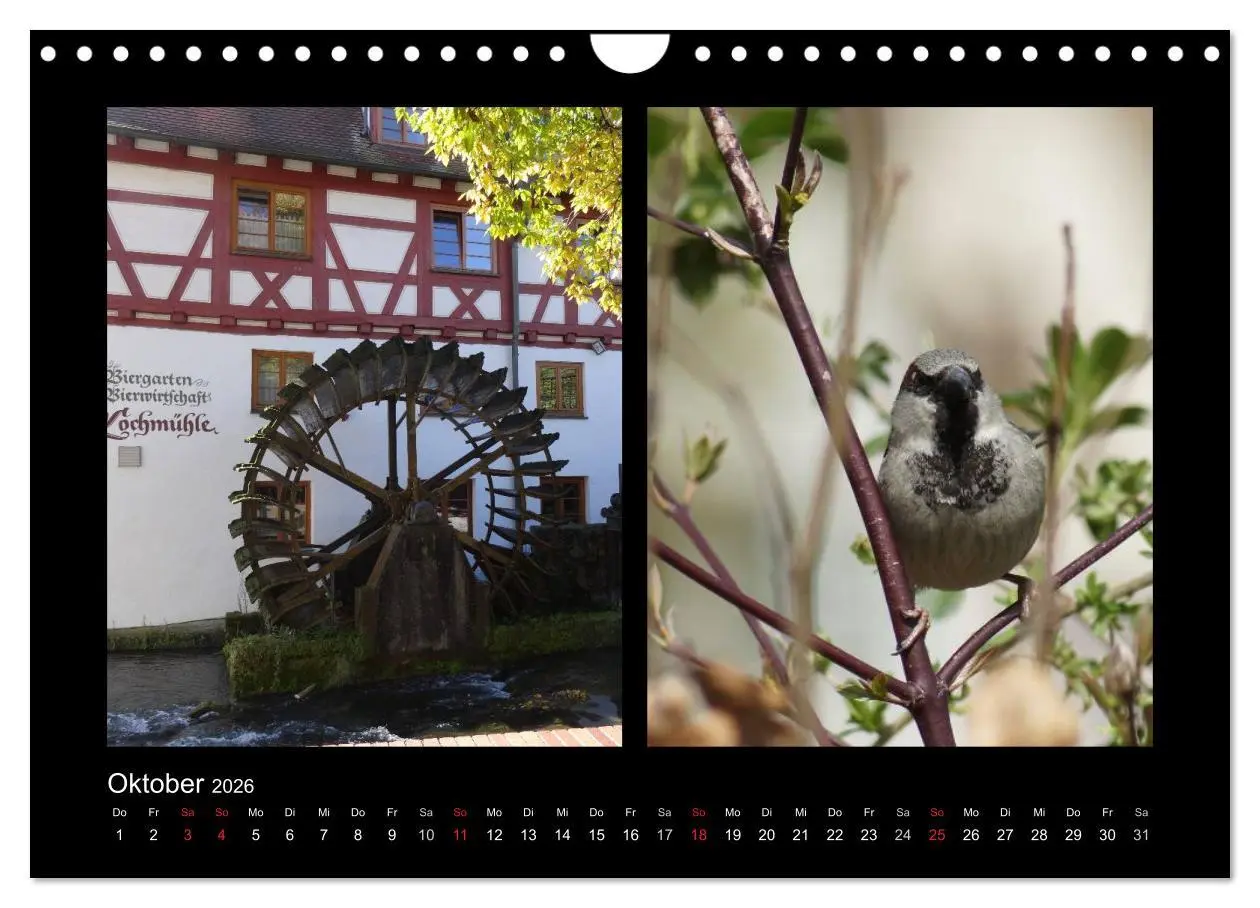 Bild: 9783457983478 | Ulmer Spatzen (Wandkalender 2026 DIN A4 quer), CALVENDO Monatskalender