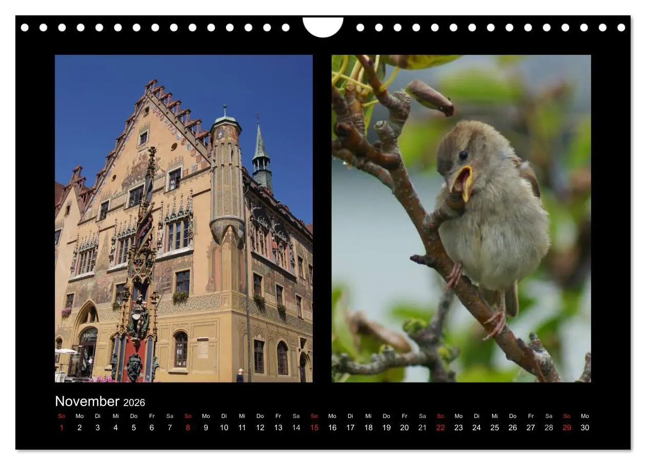 Bild: 9783457983478 | Ulmer Spatzen (Wandkalender 2026 DIN A4 quer), CALVENDO Monatskalender