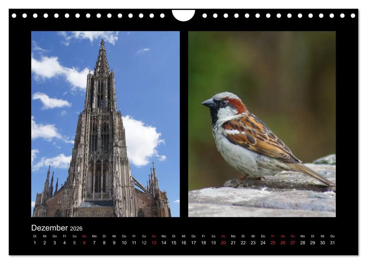 Bild: 9783457983478 | Ulmer Spatzen (Wandkalender 2026 DIN A4 quer), CALVENDO Monatskalender